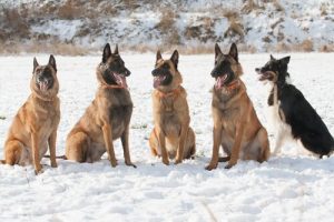 Owczarek belgijski laekenois – charakterystyka