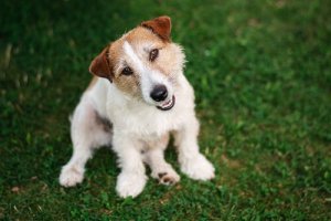 Rozumienie właściciela - czy psy nas rozumieją?