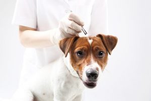 Naturalne sposoby na kleszcze i pchły