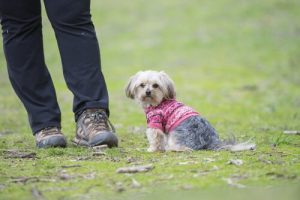 Więcej wiary w siebie - Twój pies Cię kocha!