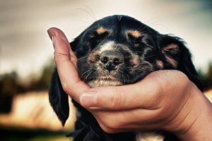 co to jest trzecia powieka u psa