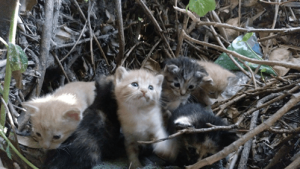 Projekt TNR - wszystko co warto wiedzieć