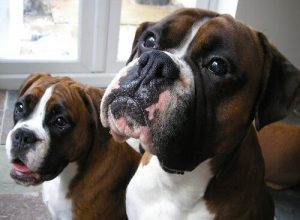 Rasy psów pochodzenia niemieckiego