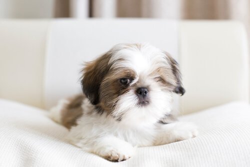 Shih tzu na białej kanapie