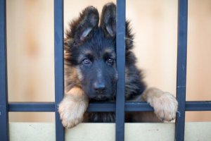 Adopcja zwierzaka odmieni Twoje życie