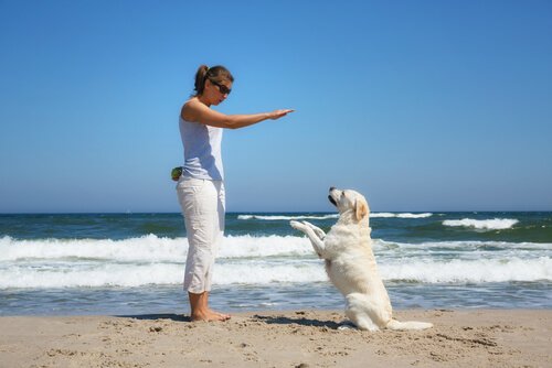 tresura psa na plaży