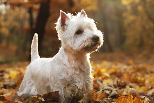 West Highland white terrier - pies do małego mieszkania