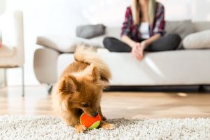 Zachowanie psów - podstawowe aspekty