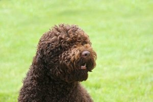 Barbet, wodny pies – charakterystyka