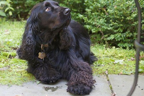 czarny field spaniel