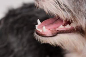 Dziąsła u psa – o czym świadczy ich kolor?