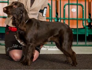 Rasa psów myśliwskich: field spaniel