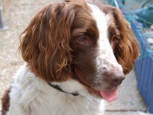 Rasy psów podatne na infekcje ucha