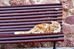 Jak pomóc bezdomnym kotom? wskazówki