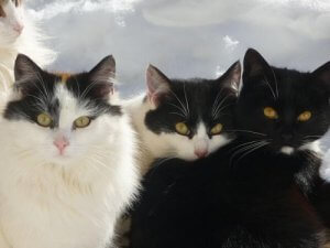 Japoński bobtail - kot o krótkim ogonie