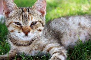 Czy psy są mądrzejsze od kotów?