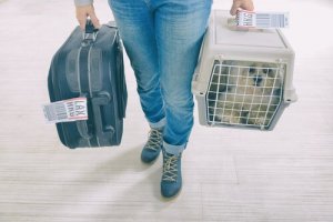 Transporter - jak przyzwyczaić do niego nasze zwierzę