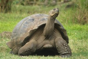 Najdłużej żyjące zwierzęta na świecie