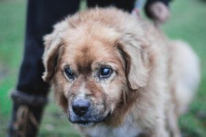 Niewidomy pies - kilka wskazówek dotyczących opieki