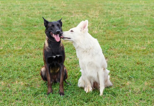 pies liżący drugiego