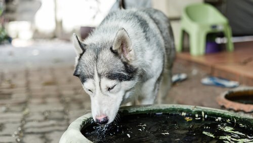 Husky pije wodę w upały