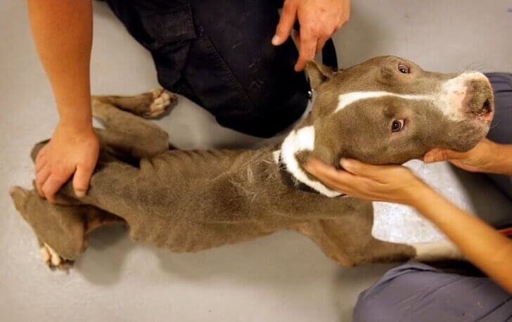 pitbul w złym stanie pitbulle