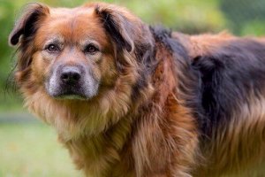 Skruszona mina psa: co się za nią kryje?