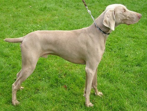 Weimaraner na smyczy