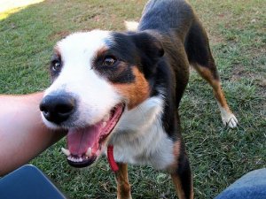 Zdrowie psychiczne Twojego zwierzaka