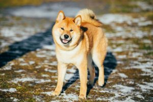 Rasa psów Hokkaido - charakterystyka
