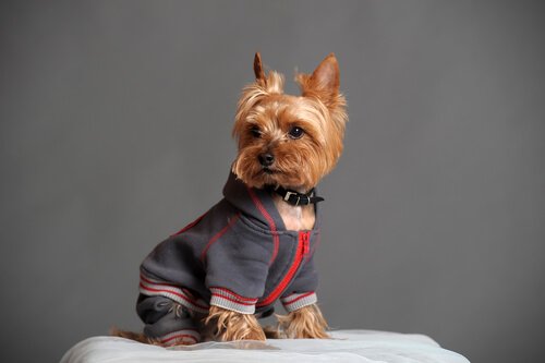 Yorkshire terrier w dresie