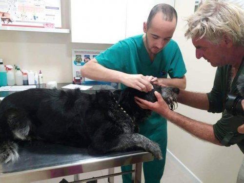 bob pies podróżnik u weterynarza