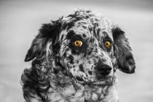 Carea de Leon, stara rasa psów pasterskich