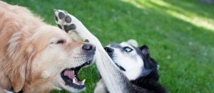 Dwa psy w domu - wychowanie dwóch samców