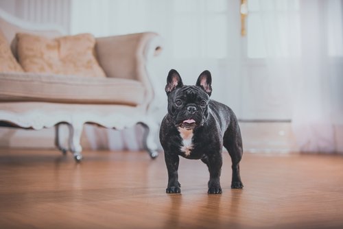 Czarny buldog francuski.