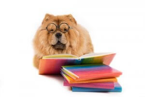 Inteligencja emocjonalna u zwierząt