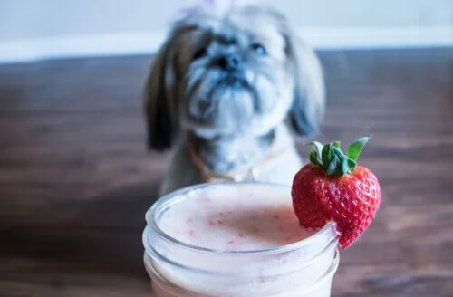 Koktajl truskawkowy i pies w tle