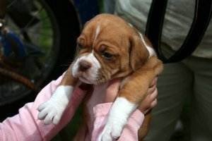 Wizyta u weterynarza - niezbędne wskazówki