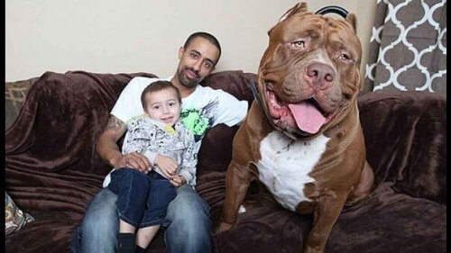 Hulk - największy pitbull na świecie