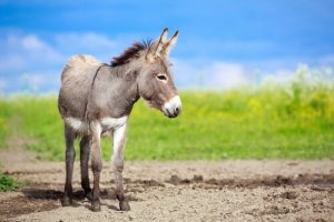 Osioł: charakterystyka, zachowanie i środowisko - My Animals