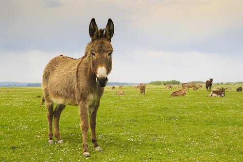 Osioł: charakterystyka, zachowanie i środowisko