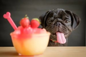 Smoothie dla psa - zwierzęta też potrzebują witamin!