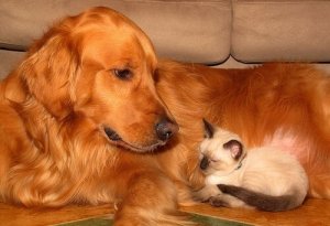 Dobre samopoczucie - porady dotyczące opieki pupila