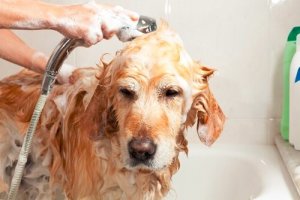 Kąpanie psa zimą - czy to dobry pomysł?