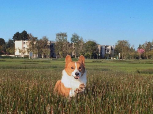 Welsh corgi na łące
