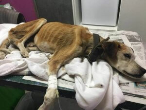 Vali - historia psa, który odbył długą podróż