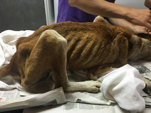 Vali na początku podróży