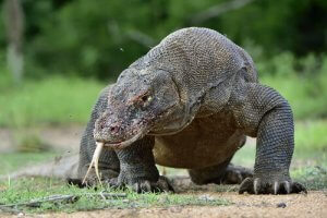 Waran z Komodo: poznaj tego "potwora"