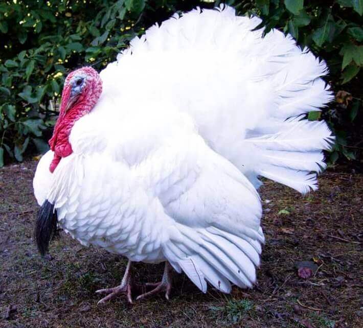 biały holenderski
