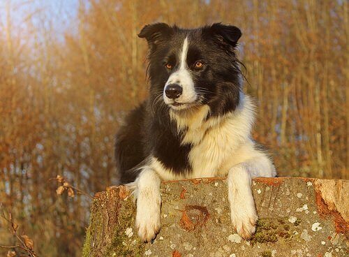 Border collie w lesie
